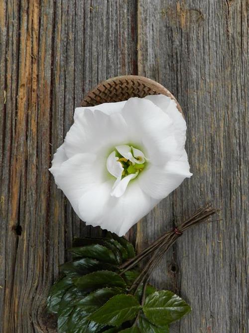 White Lisianthus